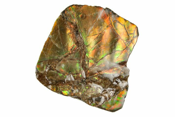 Iridescent Ammolite (Fossil Ammonite Shell) - Alberta, Canada #207138